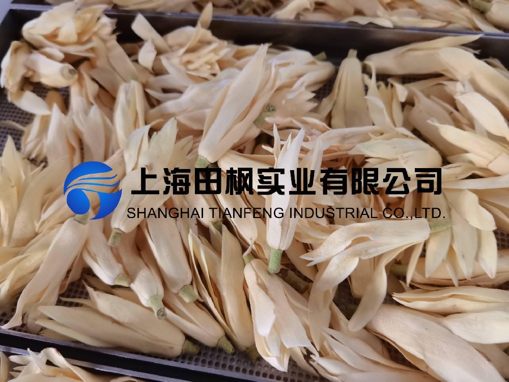 白玉蘭凍干，鮮花凍干機(jī)應(yīng)用于白玉蘭真空冷凍干燥